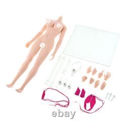 2x 1/6 Scale Super Female Body Figure Assembly Skeleton Normal Skin